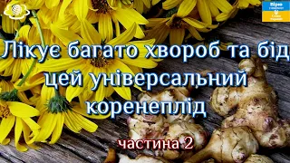 Лікує багато хвороб та бід цей універсальний коренеплід (частина 2)