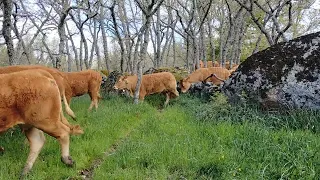 Nueva finca para las limousinas! Hasta el saneamiento