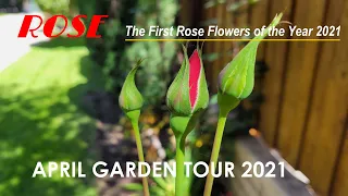 ROSE/The First Rose Flowers of the Year 2021: April Garden Tour 2021 (2021四月月季玫瑰花园)