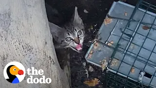 Woman Crawls Through Drain Pipe to Save Kitten | The Dodo Cat Crazy