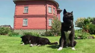 American Akita in Action (Американская акита в действии)