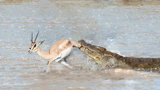 Crocodile Attack Gazelle In The Wild