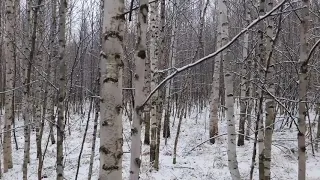 Охота с русской гончей на зайца  по первому снегу.