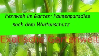 Palmenparadies nach dem Winterschutz