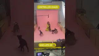 Elizabeth Olsen backstage at her BuzzFeed Celeb: Puppy Interview #elizabetholsen #shorts #viral