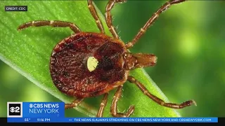 Doctors: Tick-borne illness causing red meat allergy rising locally