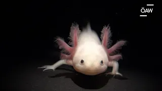 Axolotl - eine Amphibie mit Superkräften