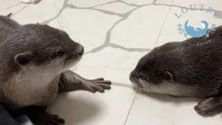 Otter Reunites with the Mother who Raised Her