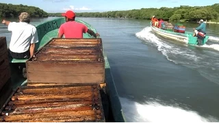 Miel de Mangle en el Golfo de México