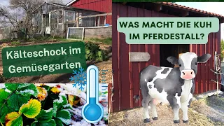 Kälteschock im Gemüsegarten / Was macht die Kuh im Pferdestall?