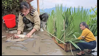 How Binh lets carp lay eggs for breeding
