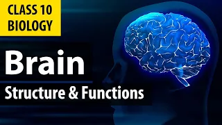 Human Brain and its parts (Structure and Functions)