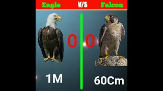 Eagle vs falcon which is better?😱#youtubeshorts #shorts #trending #ytshorts #shortsfeed #factsmine