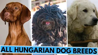 ALL Hungarian Dog Breeds