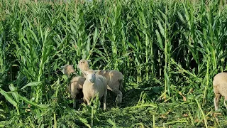 Grazing maize, did it work?