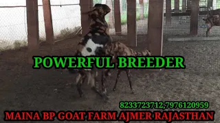 Small Goat Breeding And CROSSING MEETING Gujari  result #powerful breeder