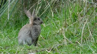 Rabbit Shoot