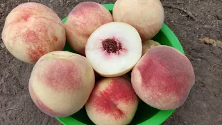 Новинка! Персик Цесаріні. Peach Cesarini. Перші плоди. Смачний, пізній, білом'ясий сорт. Максі Сад