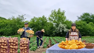 Collecting Fresh Potatoes from Our Garden and Cooking Fried Potato Patties.