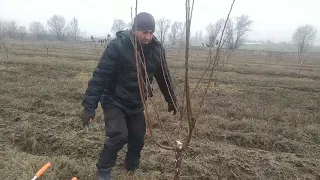 обучение стрижки черешни кордия и Регина. сад небыл сформирован, третий год. был срезан на обратный