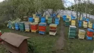 Первая пыльца 2016 г.Прикарпатська пасіка №9 Пчеловодство в Украине.