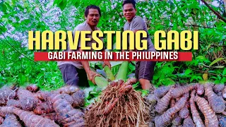 Pag-aani ng Gabi o Giant Taro Root Crops | Harvesting Gabi | Gabi Farming In The Philippines