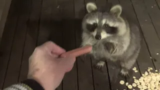 Friday Night  -  One Lonely Raccoon