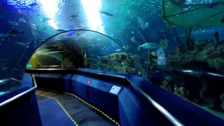 Underwater Tunnel at the Aquaria KLCC in Kuala Lumpur