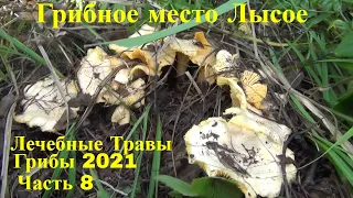 Грибное место Лысое Грибы 2021 лисички 13 августа  часть 8 Поход в лес Лечебные травы Аконит Сибирь