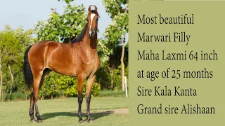 Beautiful Marwari Filly Maha Laxmi 64 inch 25 months  sired by Famous marwari stallion Kala Kanta