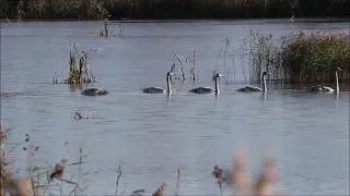 Swans swimming in icy water, Brahms, Intermezzo, Andante teneramente, Glenn Gould, Kari Gröhn, karig