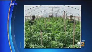 Illegal Marijuana Grow Bust Nets 30,000 Pounds Of Plants