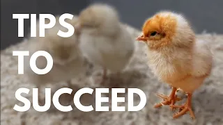 3 Tips for FIRST TIME Chick Owners