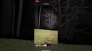 Some more footage of night time tree peeking Sasquatch