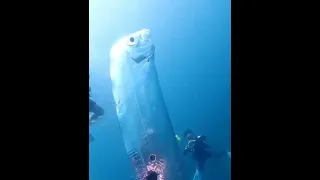 Divers discover giant oarfish off coast of Taiwan, seen as symbol of impending disaster