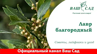 Лавр - очень интересное растение для дома. Советы по уходу от Ваш сад