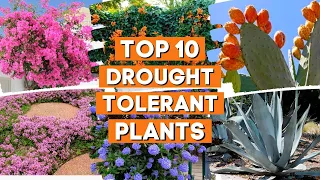 10 Drought Tolerant Plants That Will Survive The Driest Conditions ☀️✨🌼