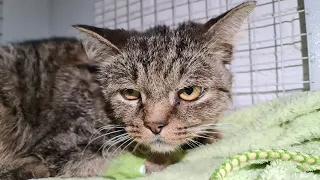 Бездомный кот Борис,  который пол года борется за жизнь. Новости из клиники.