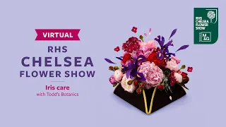 Iris care with Todd's Botanics | Virtual Chelsea Flower Show | RHS