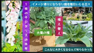 一株のジギタリスの半年の成長。こんなに大きくなるなんて知らずに植え、リフォームしすぎな庭のせいで鉢植えに植え替え#ガーデニング#ジギタリス #ジギタリスエレガント#庭のリフォーム#種取り