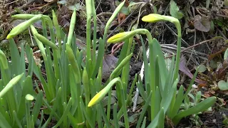 MARCH WILDLIFE GARDEN DIARY 2023