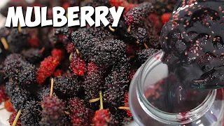 How to make Mulberry Jam
