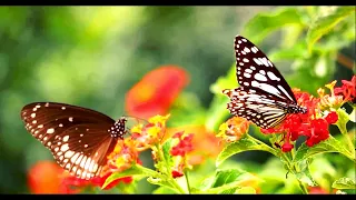 The Fascinating World of Butterflies A