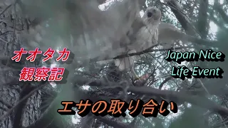 エサの取り合いを激写　オオタカ幼鳥観察記　Goshawk children scramble for food 2021年7月13日撮影