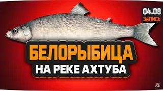 Белорыбица на живца, рыбалка на реке Ахтуба — Русская Рыбалка 4