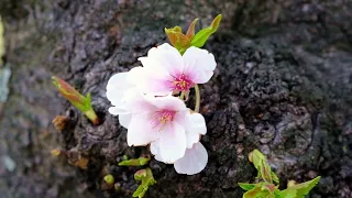 Sakura Flowers at Minato Mirai 21, Yokohama, Japan