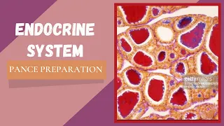 Endocrinology: PANCE Preparation