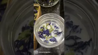 How To Make Blue Milk! (Butterfly Pea Tea)