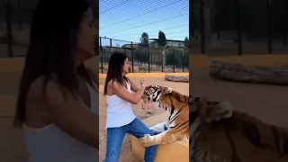 Would you ever trust a tiger? 😮😮#shorts