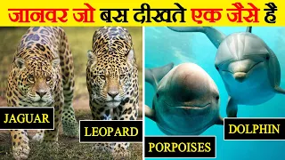 हमशक्ल जीव जिनमे अंतर करना होता है मुश्किल | Look Alike Animals